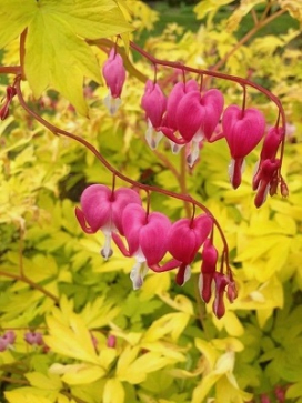 Dicentra Yellow Leaf
